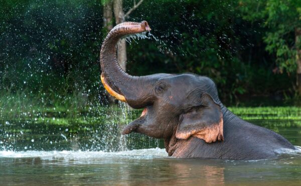 Photo shows a male Asian elephant spraying himself with water. The Indonesian government just banned elephant rides in zoos and conservation centers nationwide