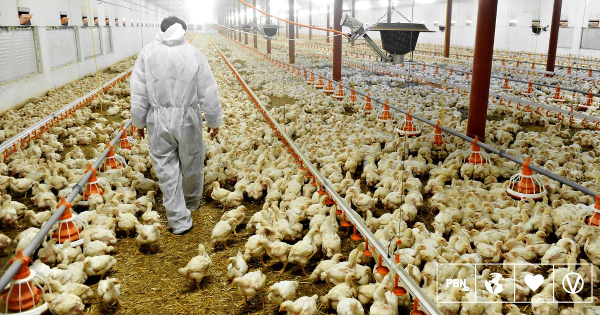 Norway Makes ‘Historic’ Decision To Phase Out Fast-Growing ‘Frankenchickens’