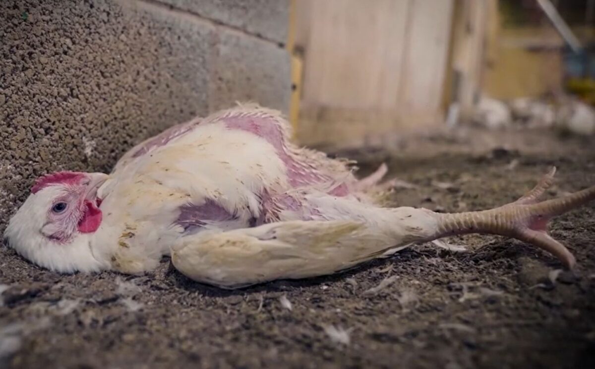 Photo shows a frankenchicken with missing feathers who has grown so big so fast she is unable to get up off the ground