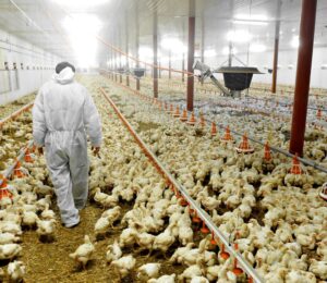Photo shows an agricultural worker in a protective suit walking through a large barn that is full of chickens. Norway just became the first country ever to commit to phasing out fast-growing "frankenchickens" entirely