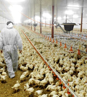 Photo shows an agricultural worker in a protective suit walking through a large barn that is full of chickens. Norway just became the first country ever to commit to phasing out fast-growing "frankenchickens" entirely