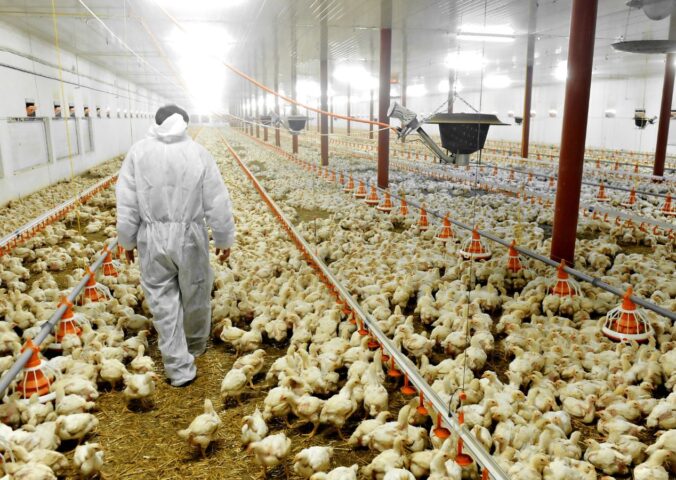 Photo shows an agricultural worker in a protective suit walking through a large barn that is full of chickens. Norway just became the first country ever to commit to phasing out fast-growing "frankenchickens" entirely