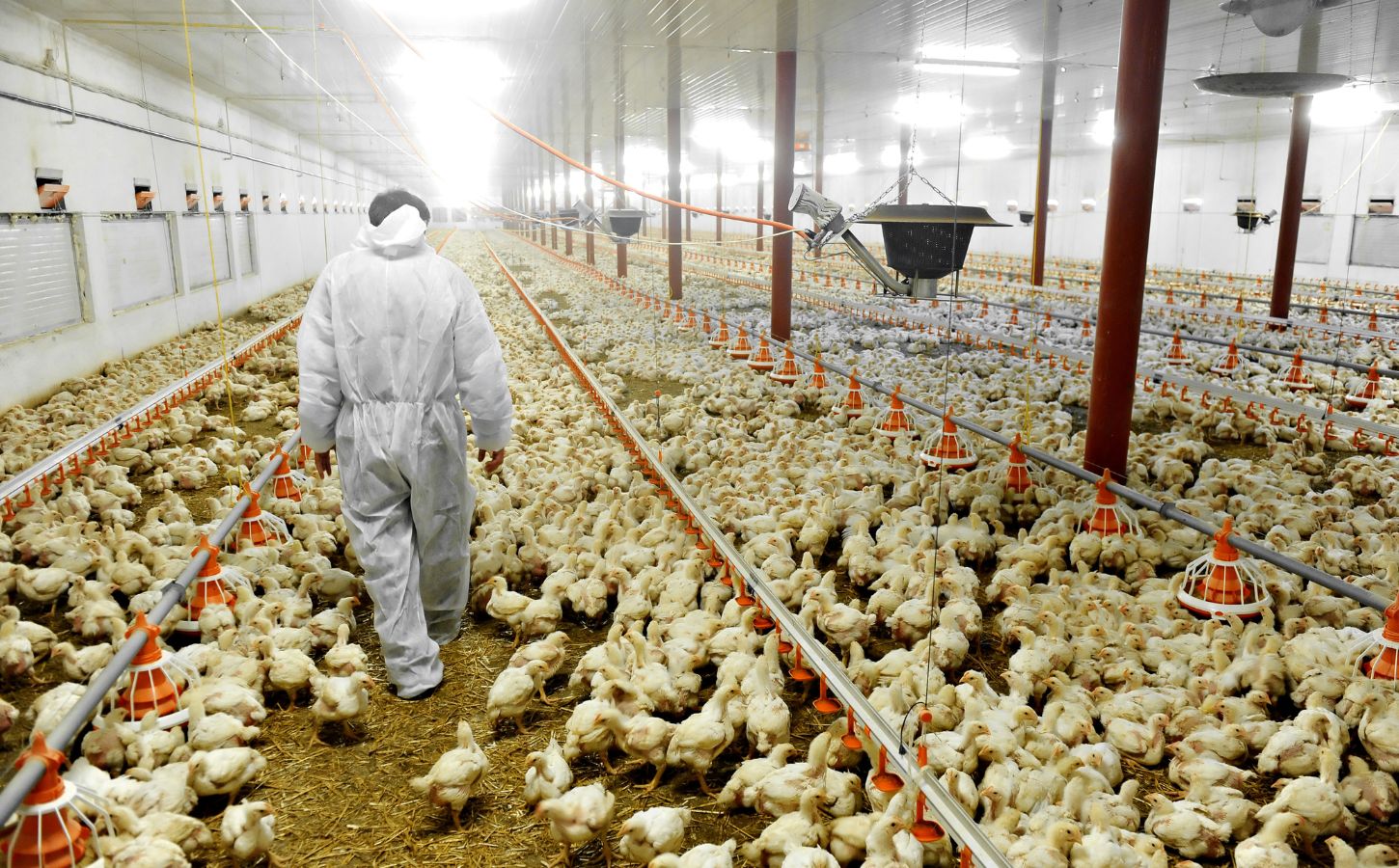 Photo shows an agricultural worker in a protective suit walking through a large barn that is full of chickens. Norway just became the first country ever to commit to phasing out fast-growing "frankenchickens" entirely