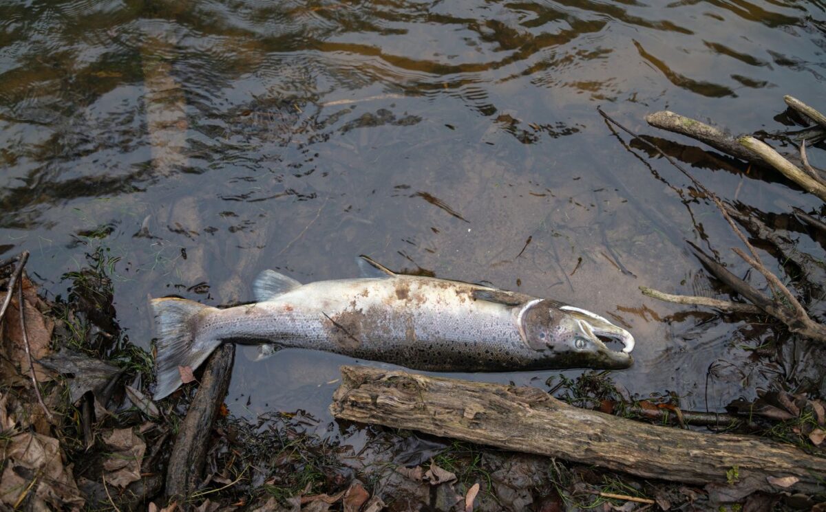 Photo shows a dead Atlantic salmon, the most commonly farmed variety in Scotland, dead at the side of a lake. According to Animal Equality UK, Scottish salmon farms recorded 35 million unexpected fish deaths over a three year period in which they received just two unannounced inspections