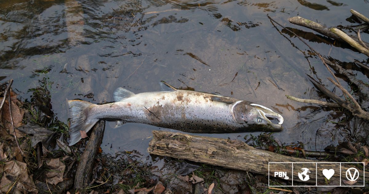 Scottish Salmon Farms Report 35 Million Unexpected Fish Deaths In 3 Years