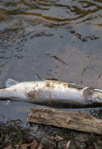 Photo shows a dead Atlantic salmon, the most commonly farmed variety in Scotland, dead at the side of a lake. According to Animal Equality UK, Scottish salmon farms recorded 35 million unexpected fish deaths over a three year period in which they received just two unannounced inspections
