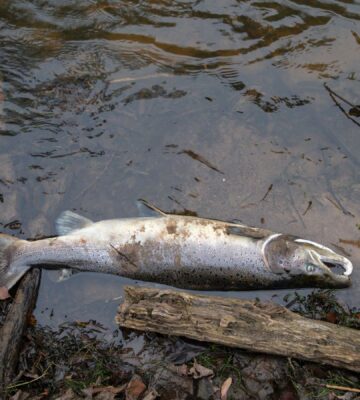 Photo shows a dead Atlantic salmon, the most commonly farmed variety in Scotland, dead at the side of a lake. According to Animal Equality UK, Scottish salmon farms recorded 35 million unexpected fish deaths over a three year period in which they received just two unannounced inspections