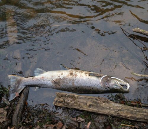 Photo shows a dead Atlantic salmon, the most commonly farmed variety in Scotland, dead at the side of a lake. According to Animal Equality UK, Scottish salmon farms recorded 35 million unexpected fish deaths over a three year period in which they received just two unannounced inspections