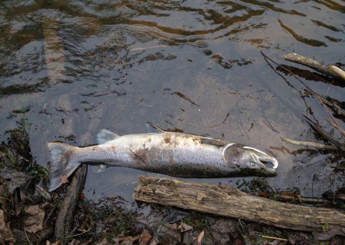 Photo shows a dead Atlantic salmon, the most commonly farmed variety in Scotland, dead at the side of a lake. According to Animal Equality UK, Scottish salmon farms recorded 35 million unexpected fish deaths over a three year period in which they received just two unannounced inspections