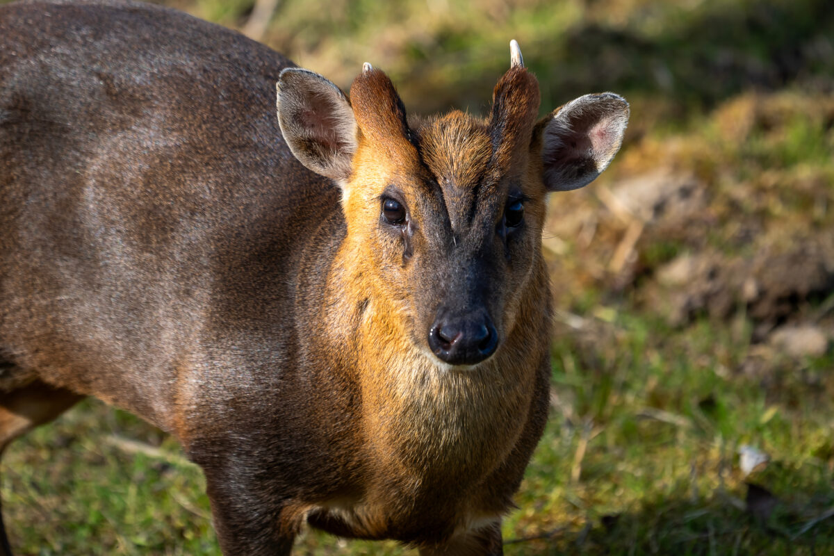 Photo shows a muntjac deer, a small species that was introduced to the UK from China in the 20th century and now exists in numbers above 50,000.