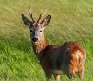 Photo shows a deer in the UK. Shambala music festival wants to serve deer after 10 years as a meat-free event, and is asking fans to vote on the decision