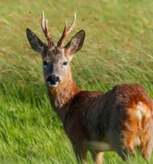 Photo shows a deer in the UK. Shambala music festival wants to serve deer after 10 years as a meat-free event, and is asking fans to vote on the decision