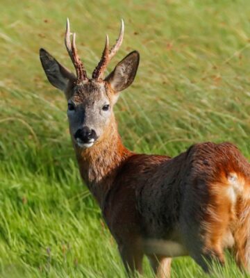 Photo shows a deer in the UK. Shambala music festival wants to serve deer after 10 years as a meat-free event, and is asking fans to vote on the decision