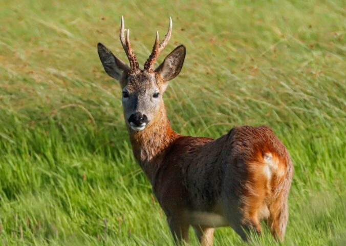 Photo shows a deer in the UK. Shambala music festival wants to serve deer after 10 years as a meat-free event, and is asking fans to vote on the decision