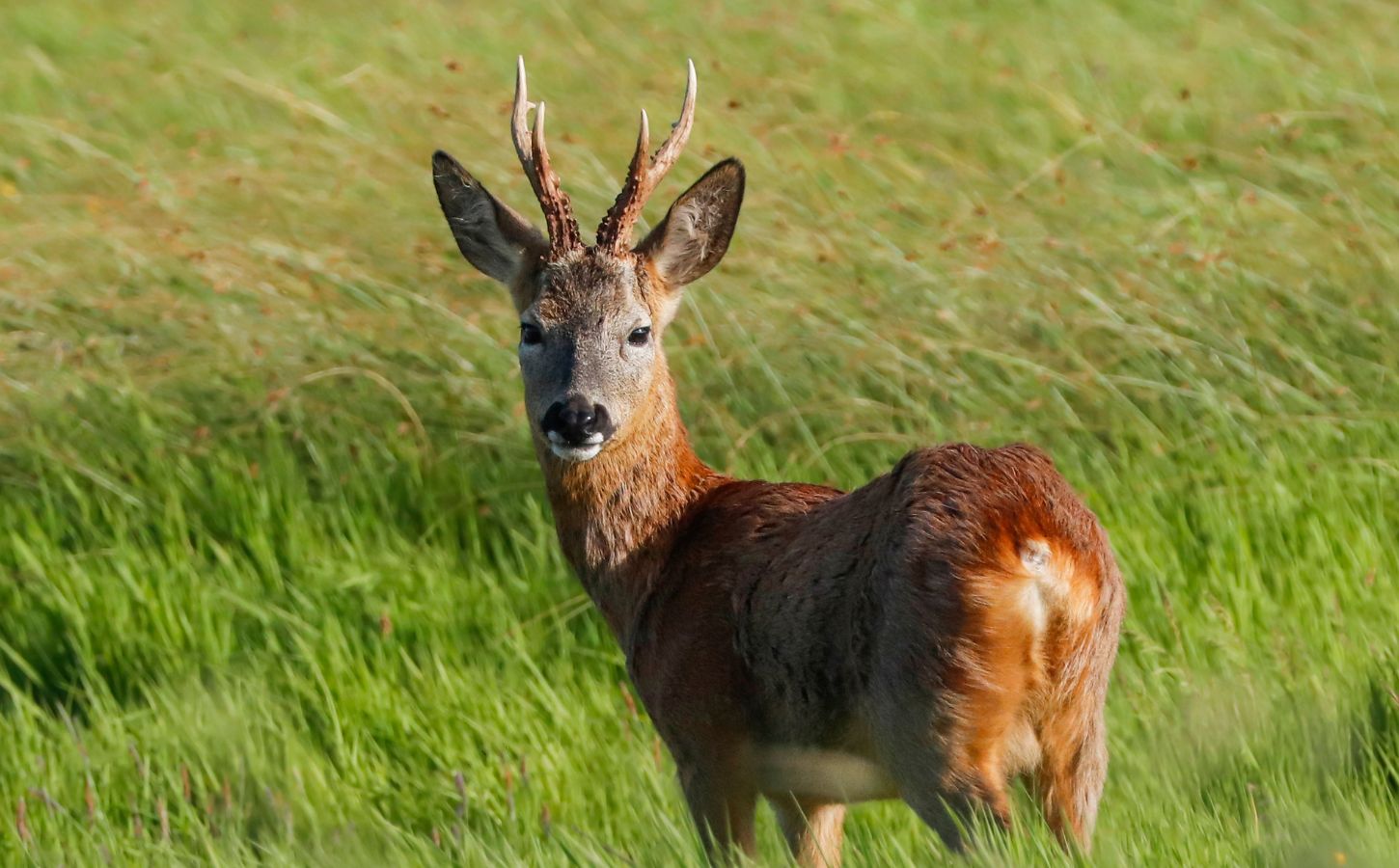 Photo shows a deer in the UK. Shambala music festival wants to serve deer after 10 years as a meat-free event, and is asking fans to vote on the decision