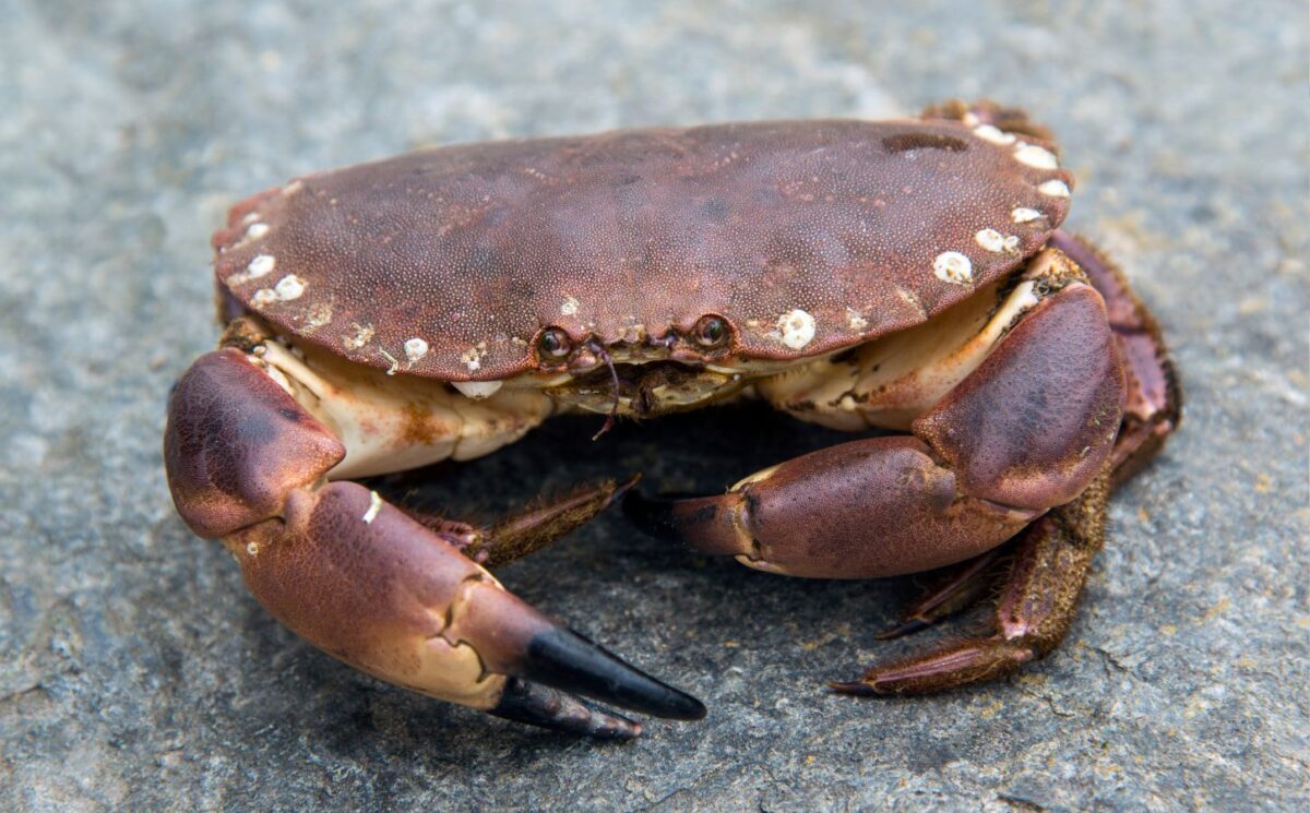 Photo shows a live crab on a rock, similar to the kind that are fished and imported for food in the UK. The British government’s new animal welfare strategy says that the live boiling of crabs and other decapods is “not an acceptable killing method," but will there really be a ban?
