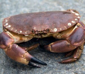 Photo shows a live crab on a rock, similar to the kind that are fished and imported for food in the UK. The British government’s new animal welfare strategy says that the live boiling of crabs and other decapods is “not an acceptable killing method," but will there really be a ban?
