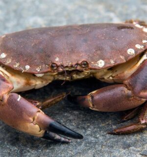 Photo shows a live crab on a rock, similar to the kind that are fished and imported for food in the UK. The British government’s new animal welfare strategy says that the live boiling of crabs and other decapods is “not an acceptable killing method," but will there really be a ban?