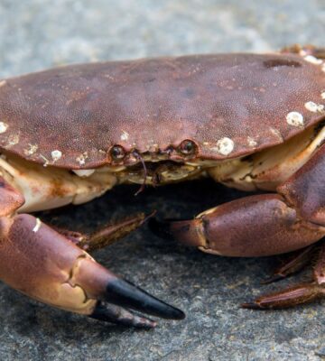 Photo shows a live crab on a rock, similar to the kind that are fished and imported for food in the UK. The British government’s new animal welfare strategy says that the live boiling of crabs and other decapods is “not an acceptable killing method," but will there really be a ban?