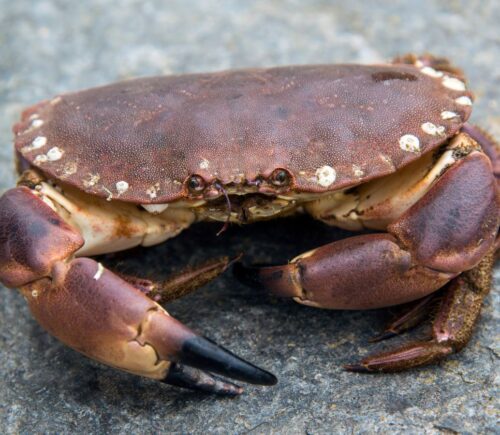 Photo shows a live crab on a rock, similar to the kind that are fished and imported for food in the UK. The British government’s new animal welfare strategy says that the live boiling of crabs and other decapods is “not an acceptable killing method," but will there really be a ban?