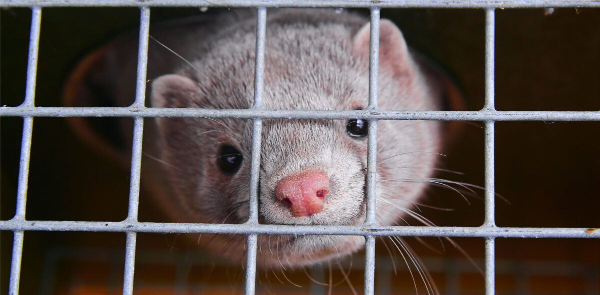 Photo shows a grey mink in a small cage on a fur farm