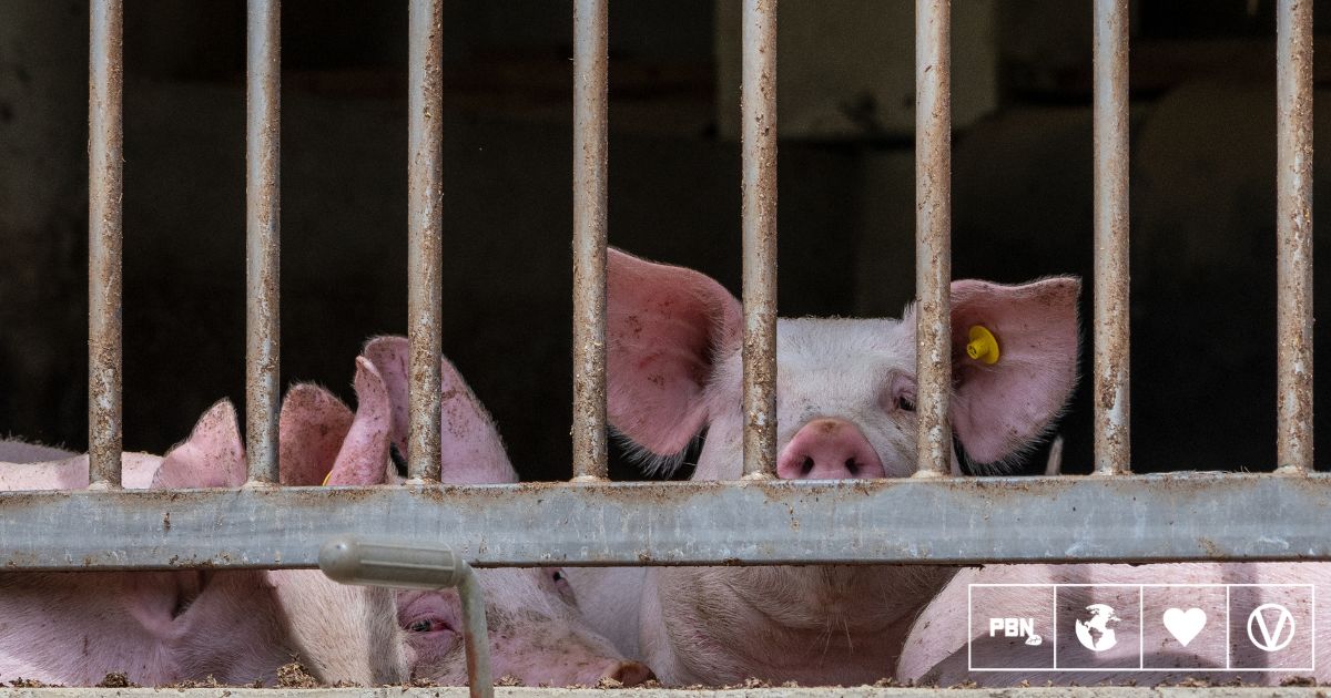 Animal Agriculture Gets ‘Scandalous’ 77% Of EU CAP Subsidies Worth €39 Billion Per Year