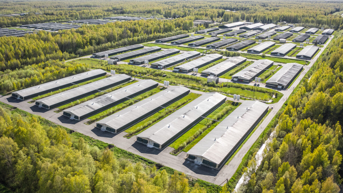 Photo shows an aerial view of a large poultry farm among some forest
