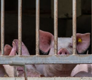 Photo shows three pigs behind metal bars on a factory farm. A new report has found that the EU gives up to 77 percent of its annual CAP farming subsidies, worth roughly €39 billion, to high-emitting animal agriculture
