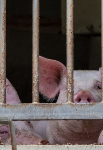 Photo shows three pigs behind metal bars on a factory farm. A new report has found that the EU gives up to 77 percent of its annual CAP farming subsidies, worth roughly €39 billion, to high-emitting animal agriculture
