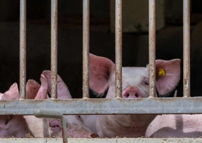 Photo shows three pigs behind metal bars on a factory farm. A new report has found that the EU gives up to 77 percent of its annual CAP farming subsidies, worth roughly €39 billion, to high-emitting animal agriculture