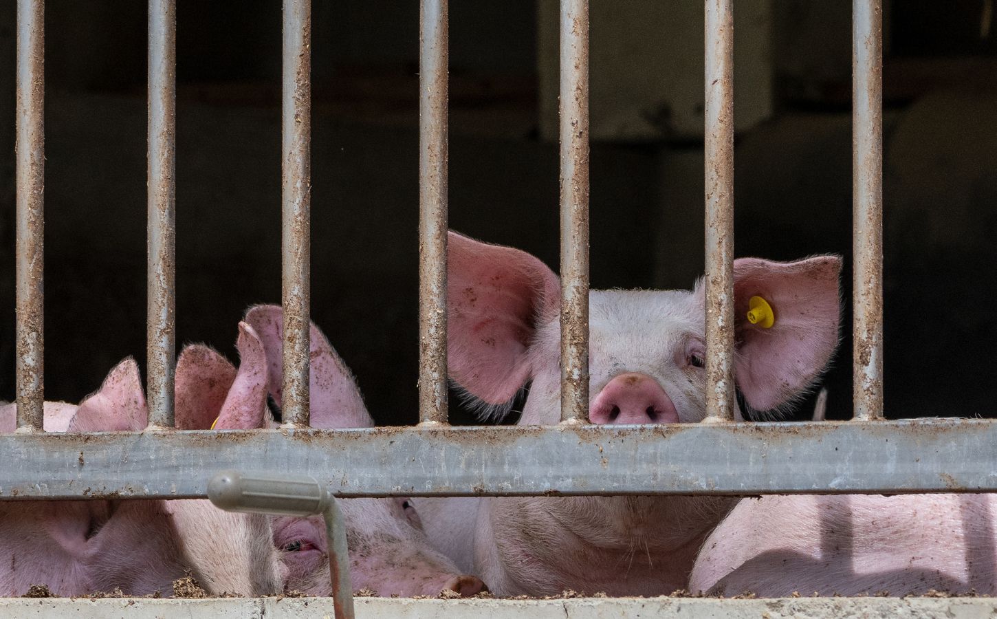 Photo shows three pigs behind metal bars on a factory farm. A new report has found that the EU gives up to 77 percent of its annual CAP farming subsidies, worth roughly €39 billion, to high-emitting animal agriculture