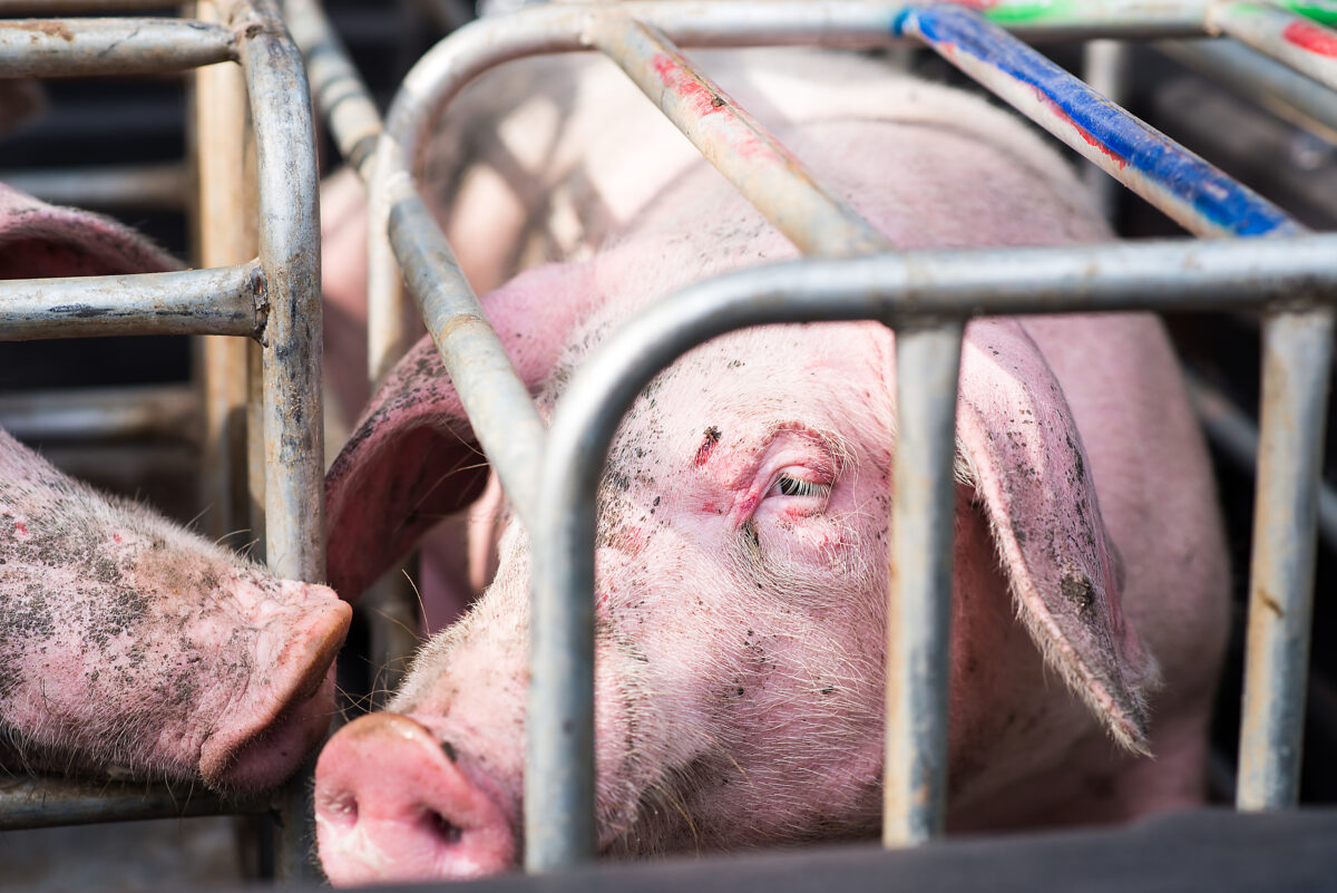 Photo shows a pig in a confined space behind metal bars. Most of the pigs raised for food in the UK and US are factory farmed