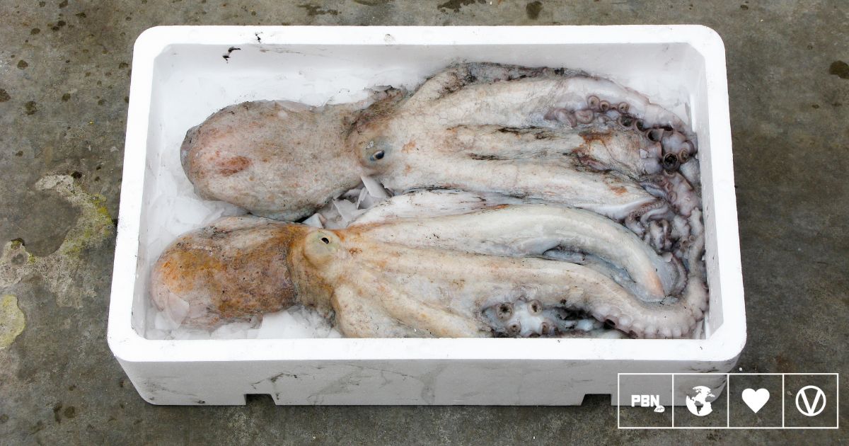 Mexico Introduces Bill To Ban Octopus Farming Due To High Mortality Rates And Cannibalism