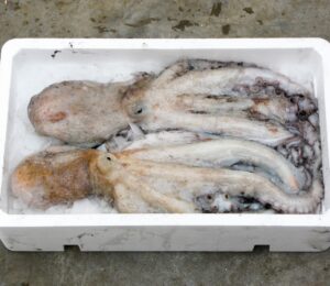 Photo shows two dead octopuses in a white polystyrene box. Mexico has introduced a new bill to ban octopus farming nationwide