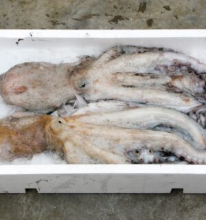 Photo shows two dead octopuses in a white polystyrene box. Mexico has introduced a new bill to ban octopus farming nationwide