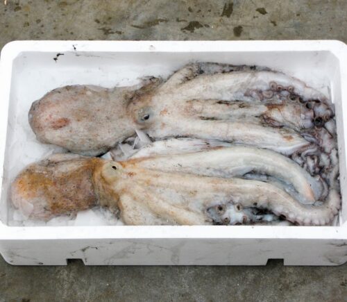 Photo shows two dead octopuses in a white polystyrene box. Mexico has introduced a new bill to ban octopus farming nationwide
