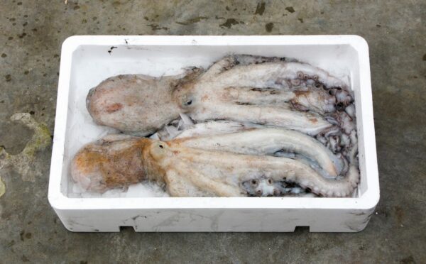 Photo shows two dead octopuses in a white polystyrene box. Mexico has introduced a new bill to ban octopus farming nationwide