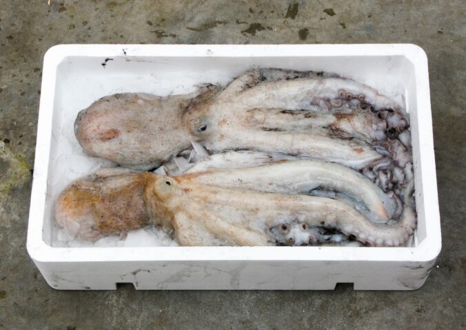 Photo shows two dead octopuses in a white polystyrene box. Mexico has introduced a new bill to ban octopus farming nationwide