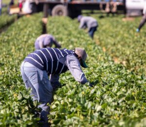 Photo shows someone working in a field of green plants. A global shift towards plant-based diets could help to reshape the agricultural sector and reduce labour costs, according to new research