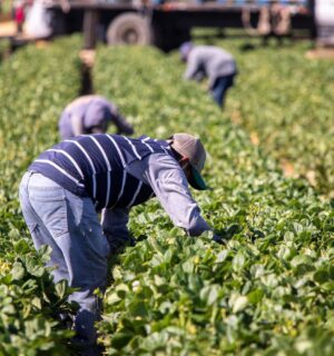 Photo shows someone working in a field of green plants. A global shift towards plant-based diets could help to reshape the agricultural sector and reduce labour costs, according to new research