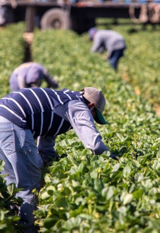 Photo shows someone working in a field of green plants. A global shift towards plant-based diets could help to reshape the agricultural sector and reduce labour costs, according to new research