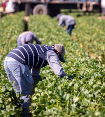 Photo shows someone working in a field of green plants. A global shift towards plant-based diets could help to reshape the agricultural sector and reduce labour costs, according to new research