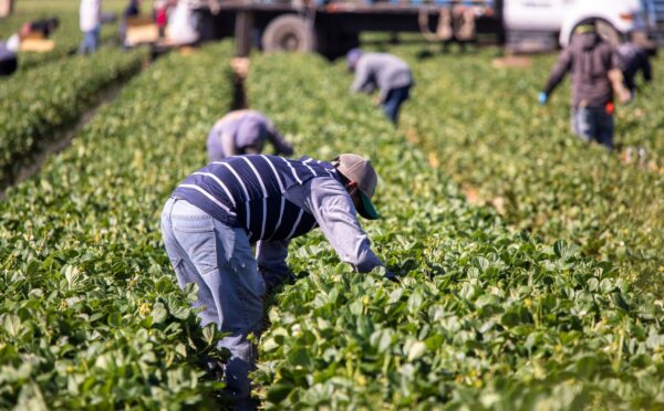 Photo shows someone working in a field of green plants. A global shift towards plant-based diets could help to reshape the agricultural sector and reduce labour costs, according to new research