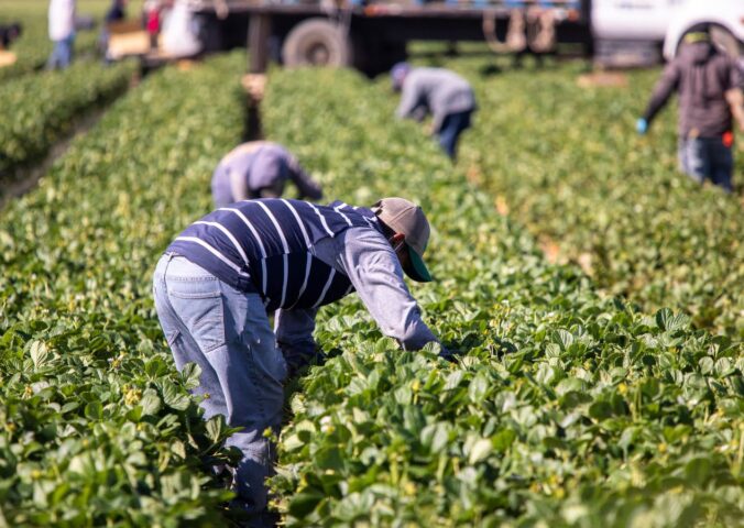 Photo shows someone working in a field of green plants. A global shift towards plant-based diets could help to reshape the agricultural sector and reduce labour costs, according to new research