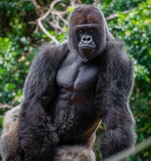 Photo shows a large western lowland gorilla, the same subspecies as the Bristol Zoo gorillas who were just moved to their new home in a conservation park