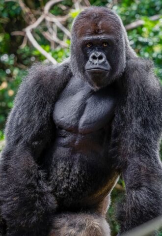 Photo shows a large western lowland gorilla, the same subspecies as the Bristol Zoo gorillas who were just moved to their new home in a conservation park
