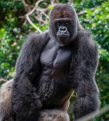 Photo shows a large western lowland gorilla, the same subspecies as the Bristol Zoo gorillas who were just moved to their new home in a conservation park