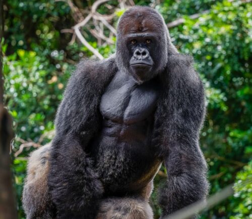 Photo shows a large western lowland gorilla, the same subspecies as the Bristol Zoo gorillas who were just moved to their new home in a conservation park