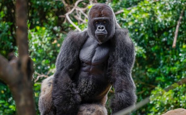 Photo shows a large western lowland gorilla, the same subspecies as the Bristol Zoo gorillas who were just moved to their new home in a conservation park