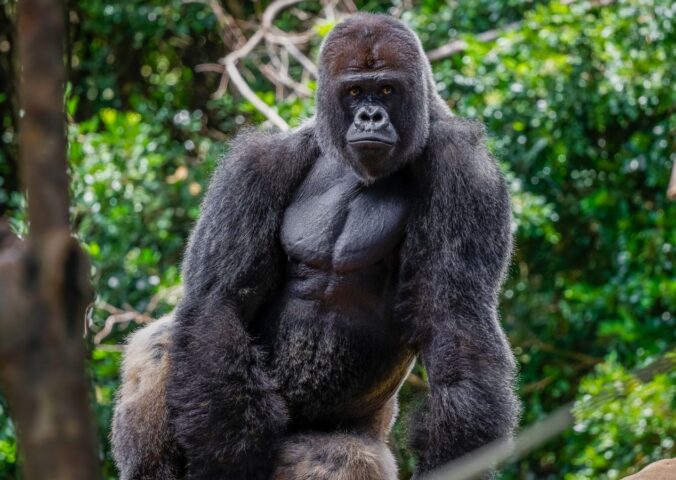 Photo shows a large western lowland gorilla, the same subspecies as the Bristol Zoo gorillas who were just moved to their new home in a conservation park